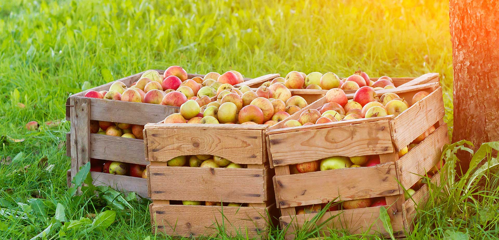 Frische Äpfel und Obst